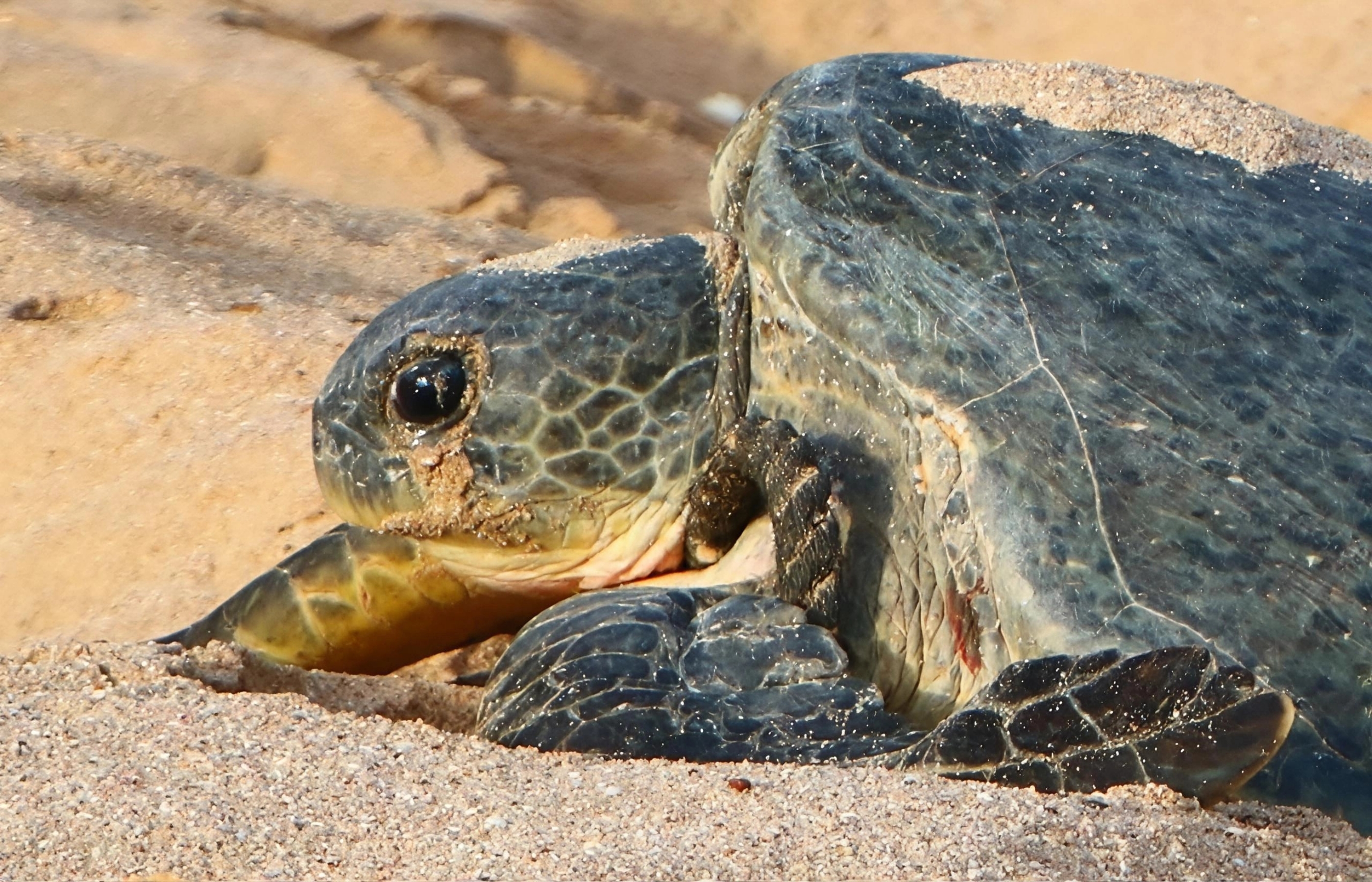 Green turtle close up