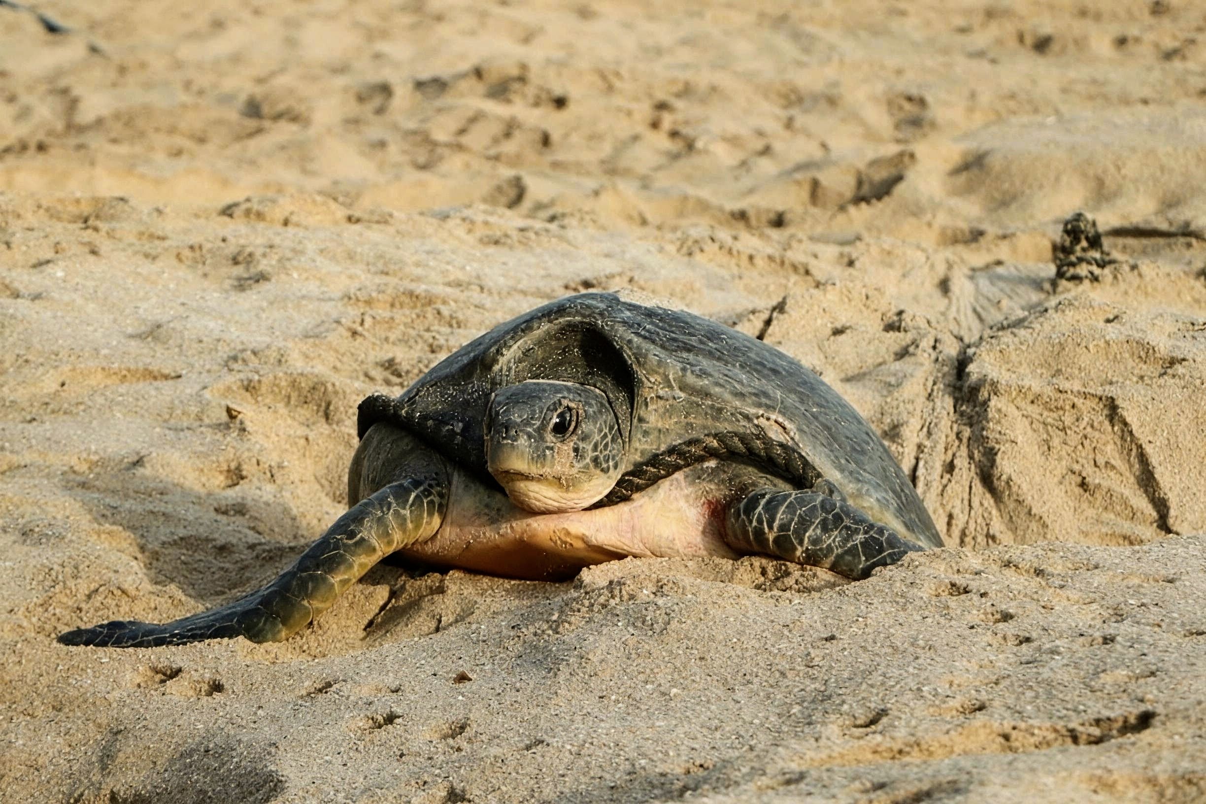 Green turtle on the beach at Ras Al Jinz