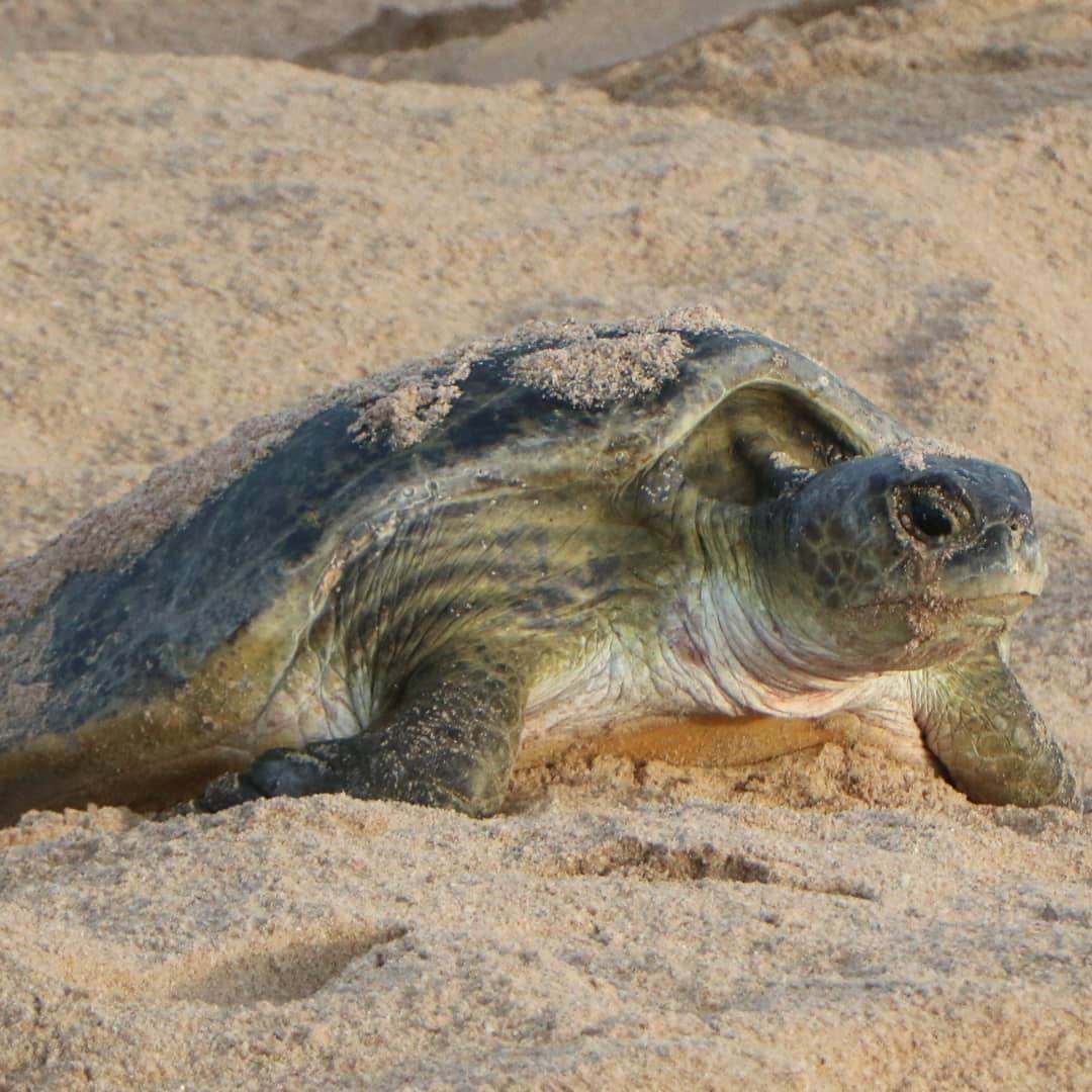 Green turtle on sand (low resolution, replace)